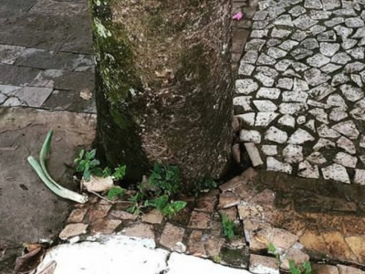 Import�ncia das �rvores urbanas