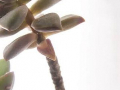 Cuidando das suculentas